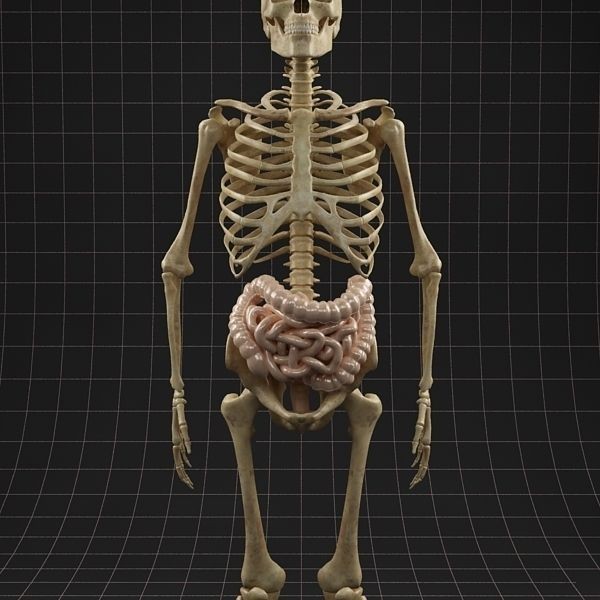 Complete Skeleton and Anatomy Intestine 3D Model – Medical Character Asset, FBX, OBJ - View 12