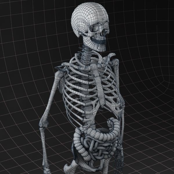 Complete Skeleton and Anatomy Intestine 3D Model – Medical Character Asset, FBX, OBJ - View 13