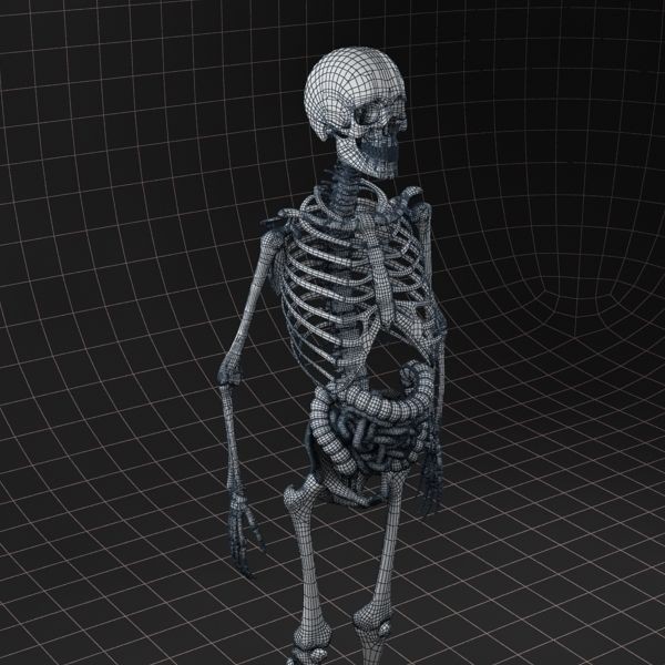 Complete Skeleton and Anatomy Intestine 3D Model – Medical Character Asset, FBX, OBJ - View 14