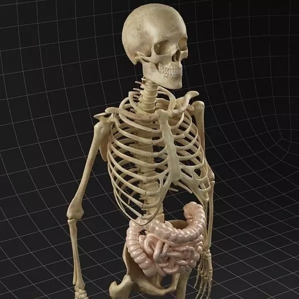 Complete Skeleton and Anatomy Intestine 3D Model – Medical Character Asset, FBX, OBJ - View 2