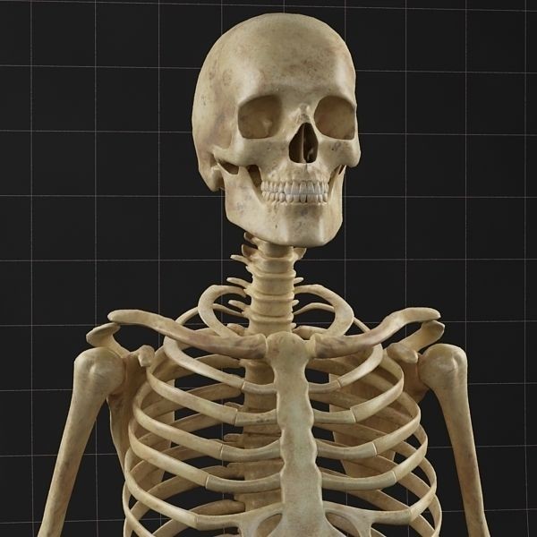 Complete Skeleton and Anatomy Intestine 3D Model – Medical Character Asset, FBX, OBJ - View 4