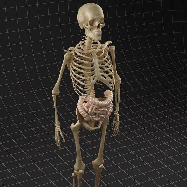 Complete Skeleton and Anatomy Intestine 3D Model – Medical Character Asset, FBX, OBJ - View 5