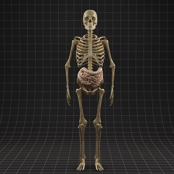 Complete Skeleton and Anatomy Intestine 3D Model – Medical Character Asset, FBX, OBJ - View 6