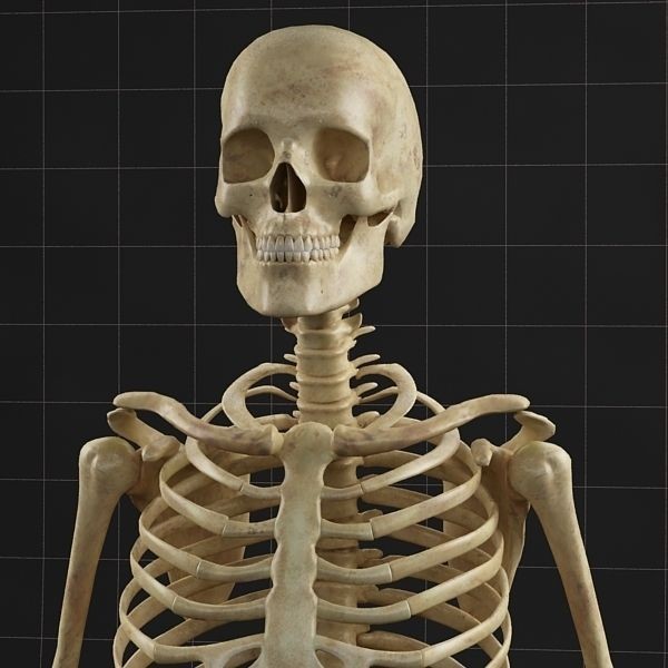 Complete Skeleton and Anatomy Intestine 3D Model – Medical Character Asset, FBX, OBJ - View 7