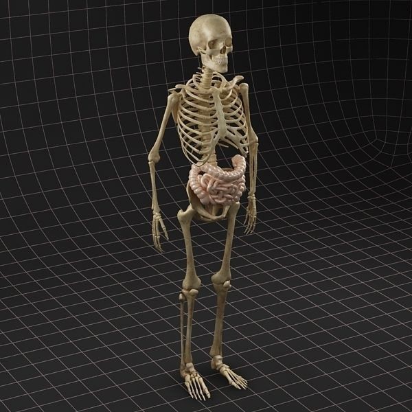 Complete Skeleton and Anatomy Intestine 3D Model – Medical Character Asset, FBX, OBJ - View 8