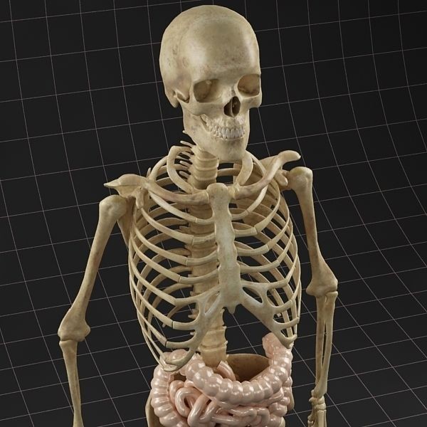 Complete Skeleton and Anatomy Intestine 3D Model – Medical Character Asset, FBX, OBJ - View 9