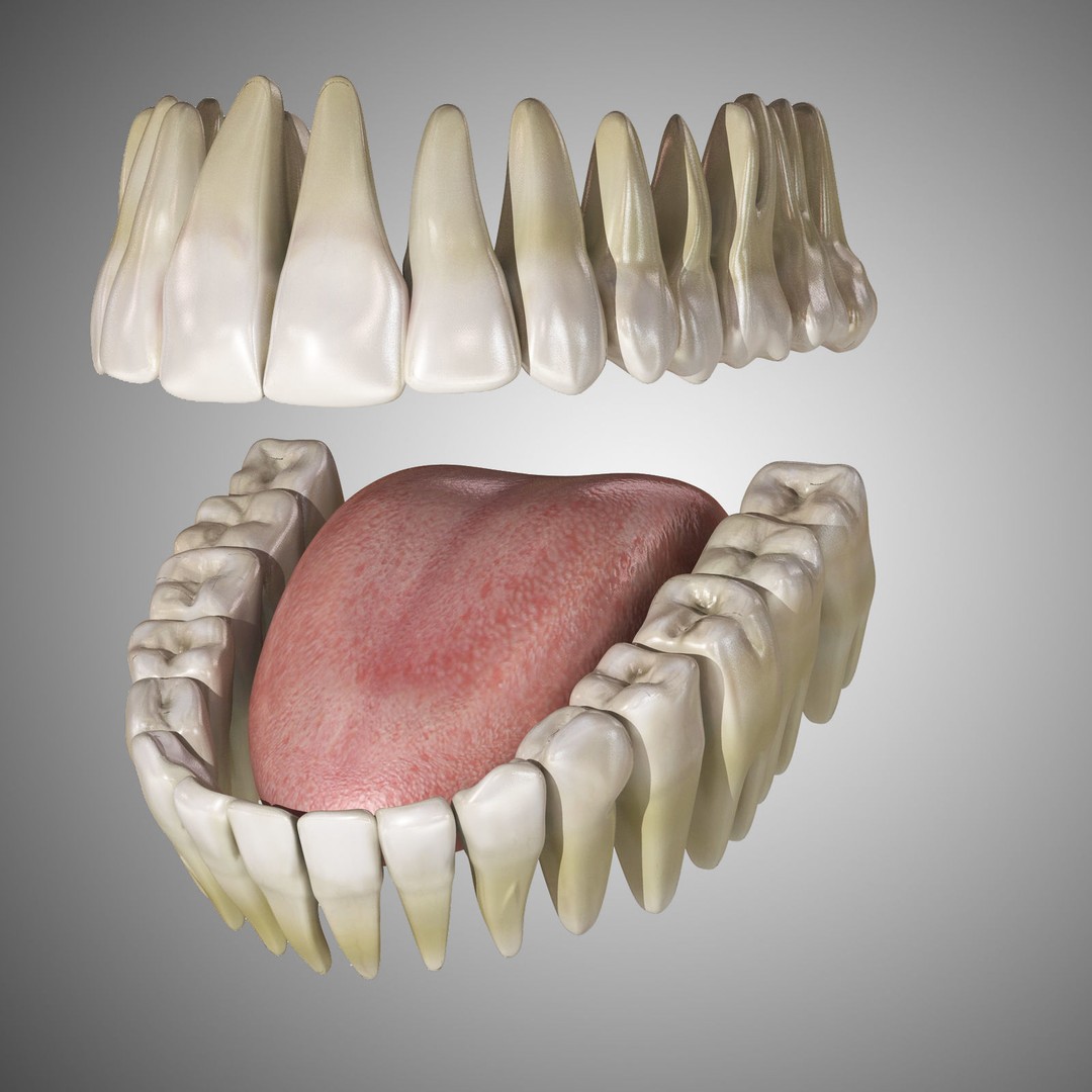 Human Mouth 3D Model – Rigged Anatomical Asset for Animation