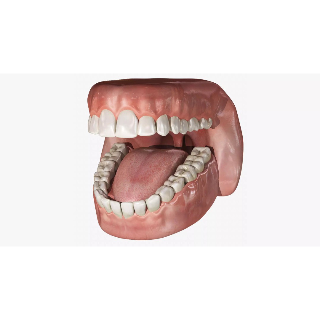 Human Mouth 3D Model – Rigged Anatomical Asset for Animation - View 2