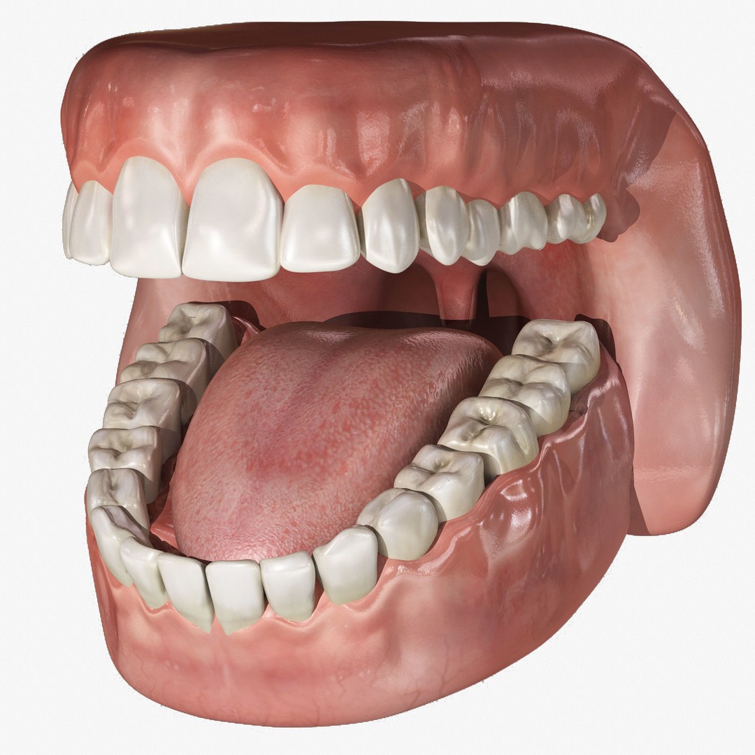 Human Mouth 3D Model – Rigged Anatomical Asset for Animation - View 3