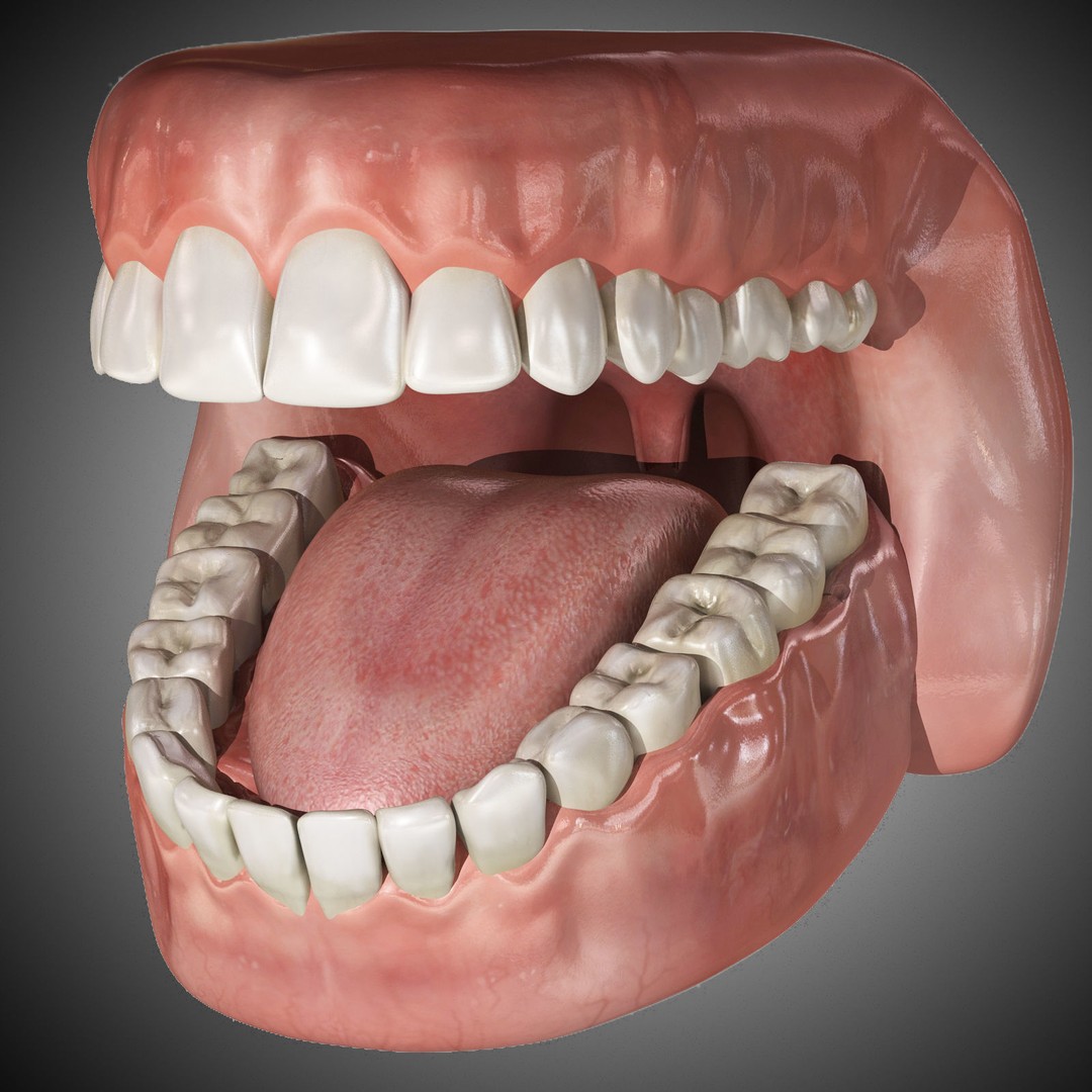 Human Mouth 3D Model – Rigged Anatomical Asset for Animation - View 4