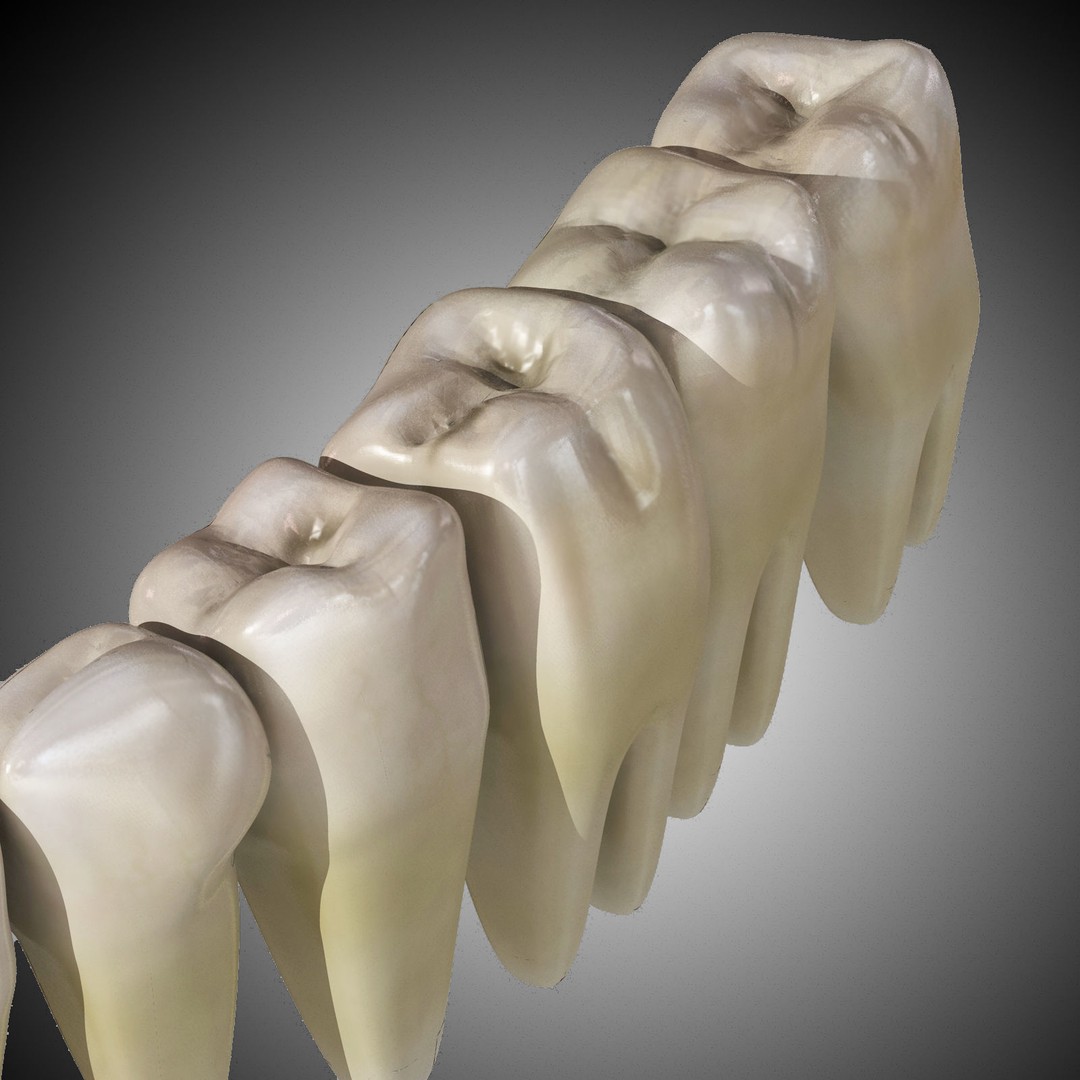 Human Mouth 3D Model – Rigged Anatomical Asset for Animation - View 6
