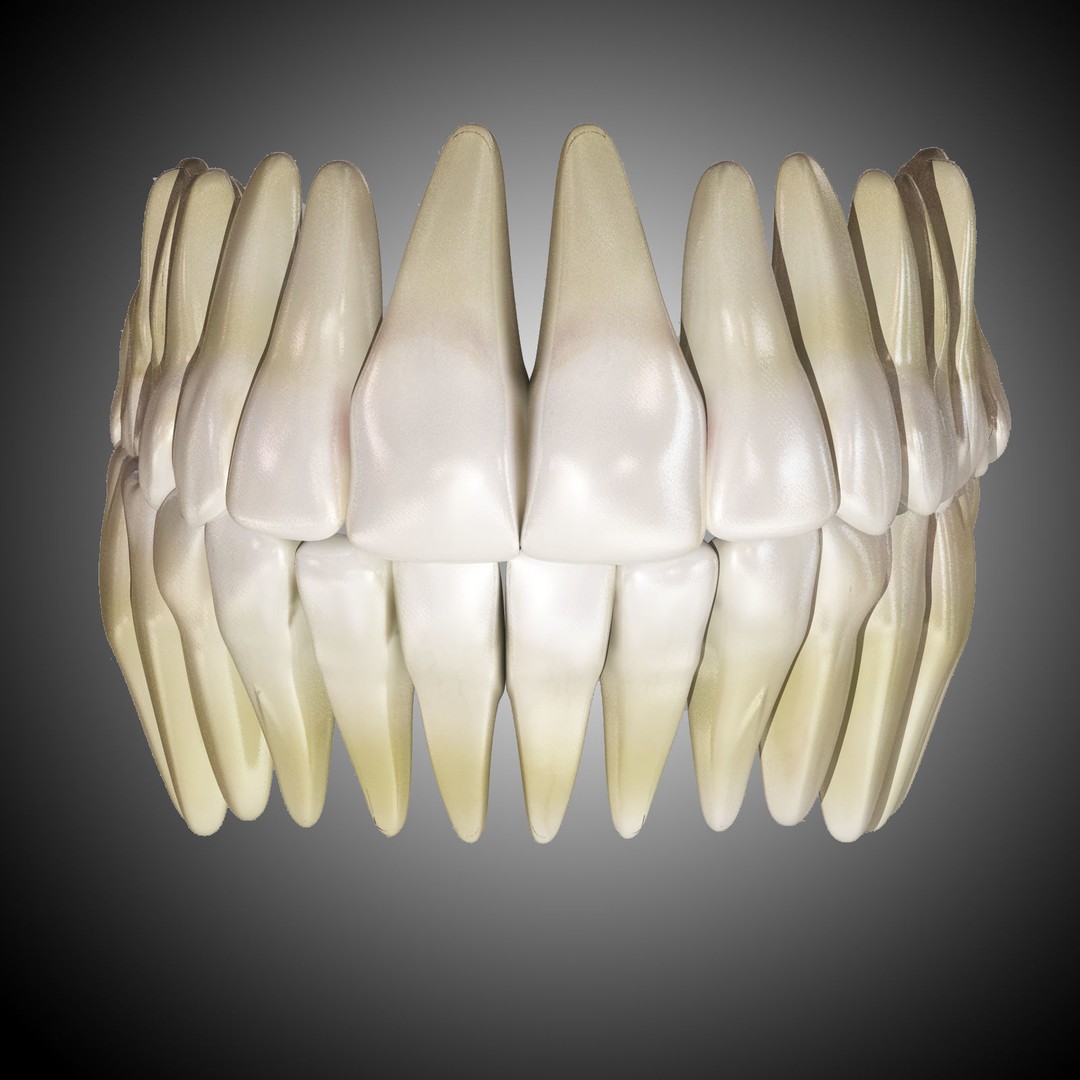 Human Mouth 3D Model – Rigged Anatomical Asset for Animation - View 7
