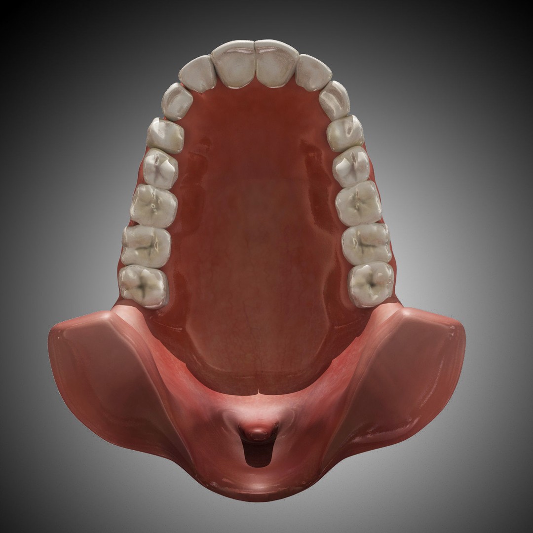 Human Mouth 3D Model – Rigged Anatomical Asset for Animation - View 8