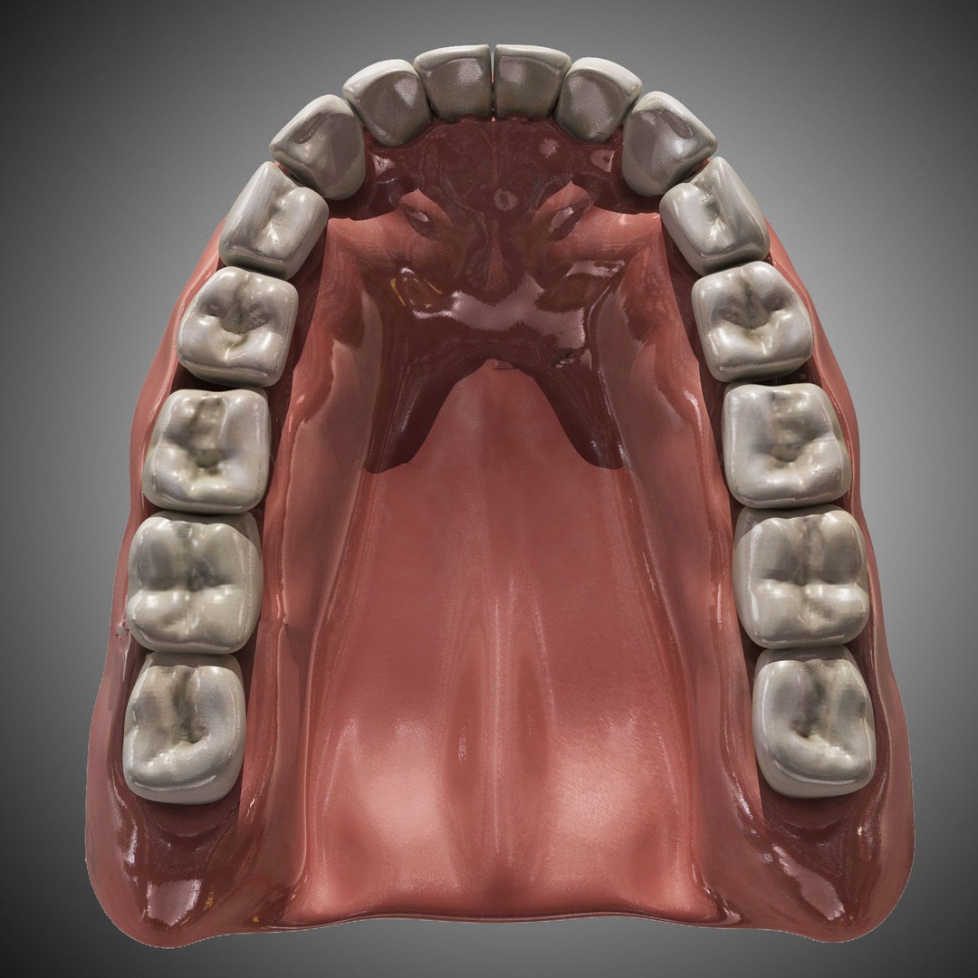 Human Mouth 3D Model – Rigged Anatomical Asset for Animation - View 9