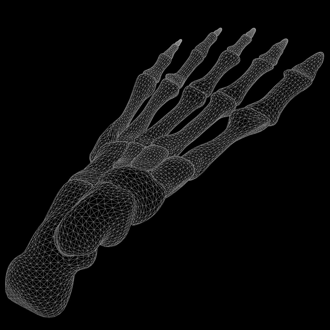 Foot Bone Anatomy 3D Model – Low Poly Game-Ready Asset, FBX, OBJ