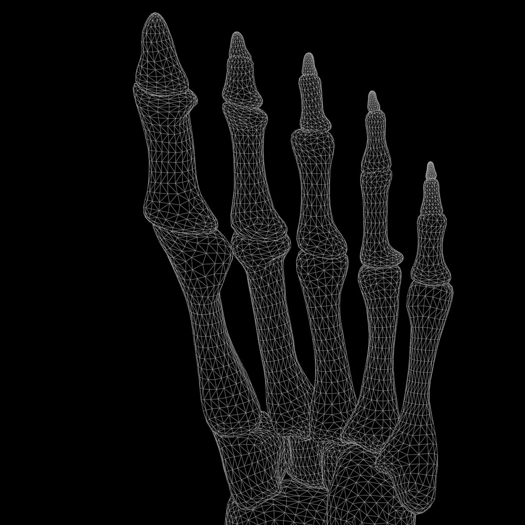 Foot Bone Anatomy 3D Model – Low Poly Game-Ready Asset, FBX, OBJ - View 10