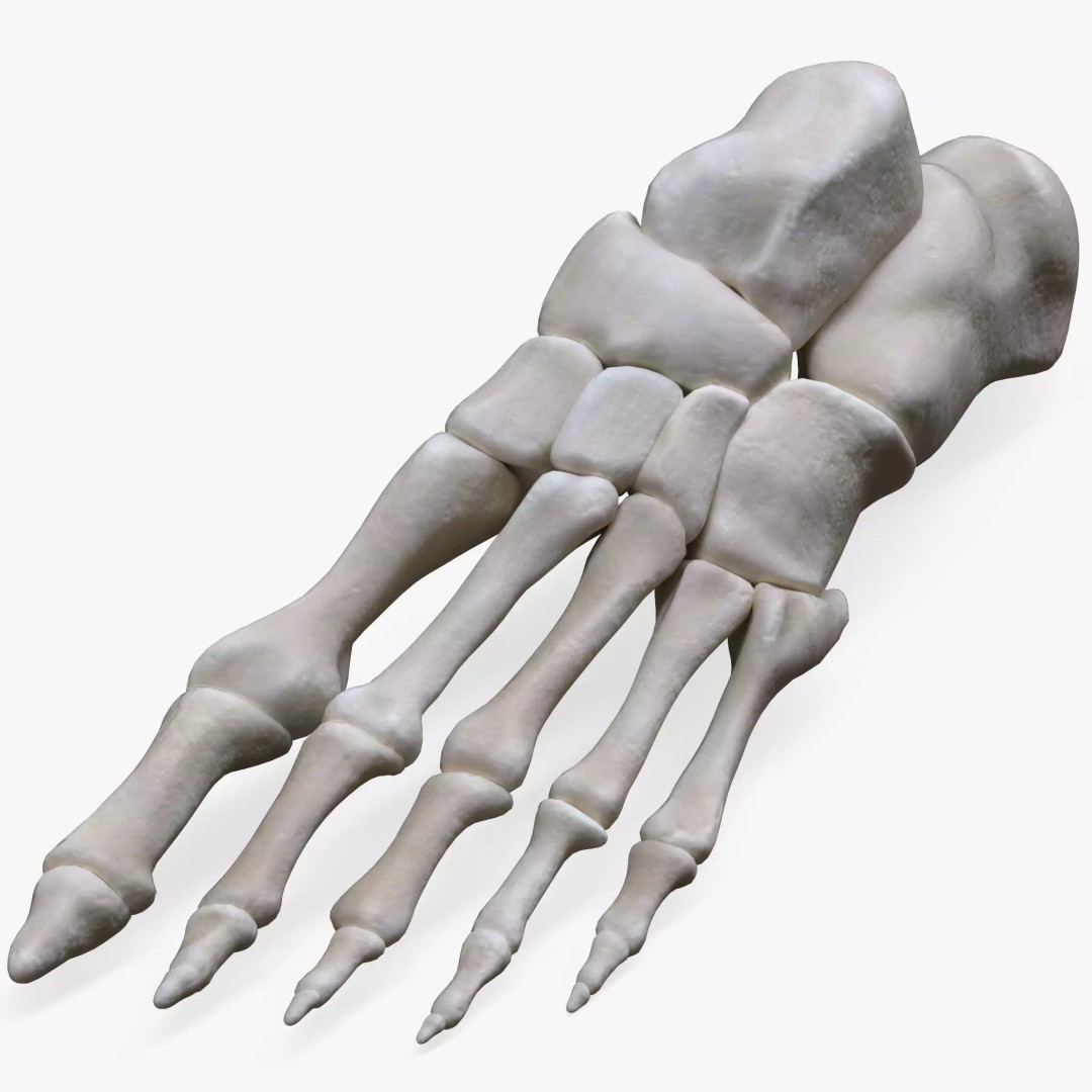 Foot Bone Anatomy 3D Model – Low Poly Game-Ready Asset, FBX, OBJ - View 2