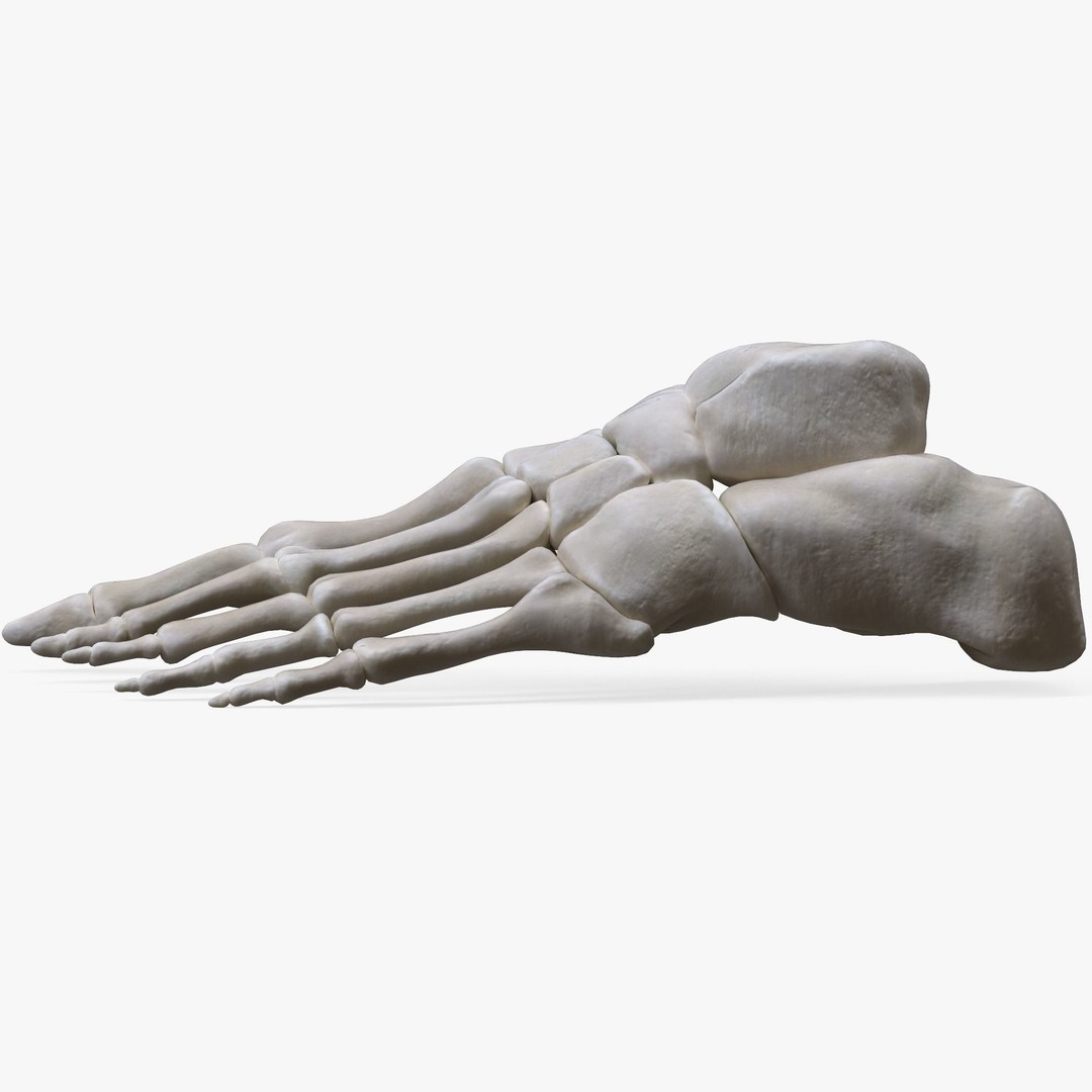 Foot Bone Anatomy 3D Model – Low Poly Game-Ready Asset, FBX, OBJ - View 3