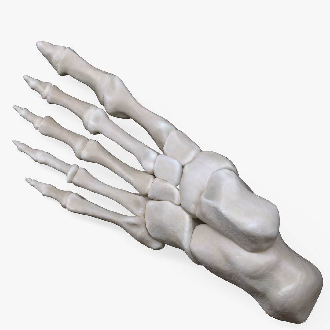 Foot Bone Anatomy 3D Model – Low Poly Game-Ready Asset, FBX, OBJ - View 4