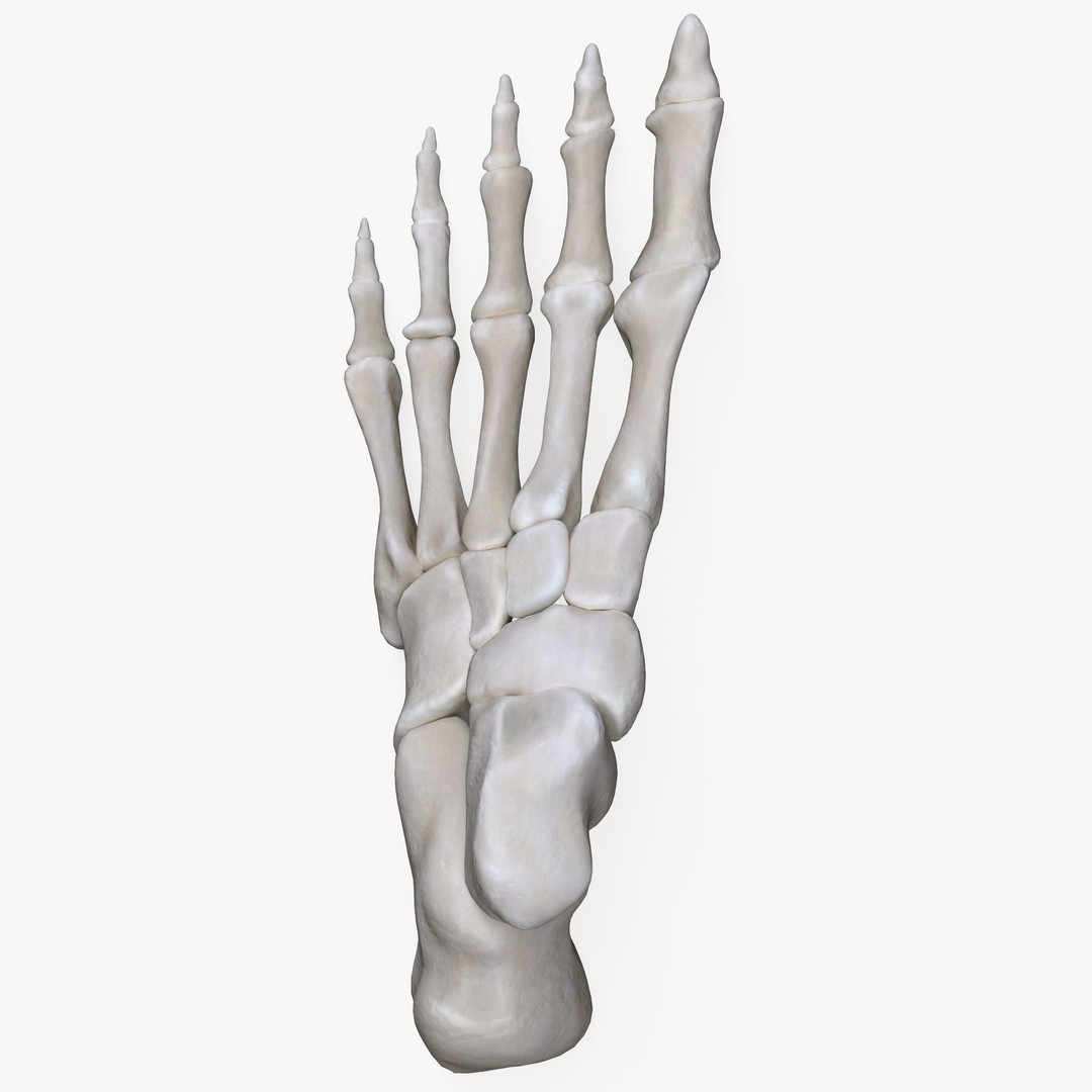 Foot Bone Anatomy 3D Model – Low Poly Game-Ready Asset, FBX, OBJ - View 5