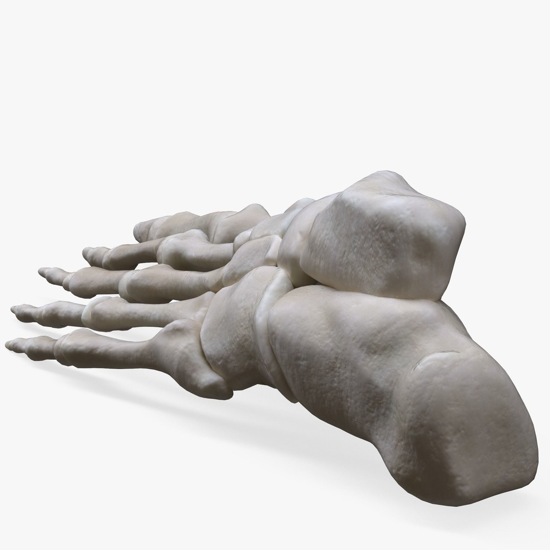 Foot Bone Anatomy 3D Model – Low Poly Game-Ready Asset, FBX, OBJ - View 6