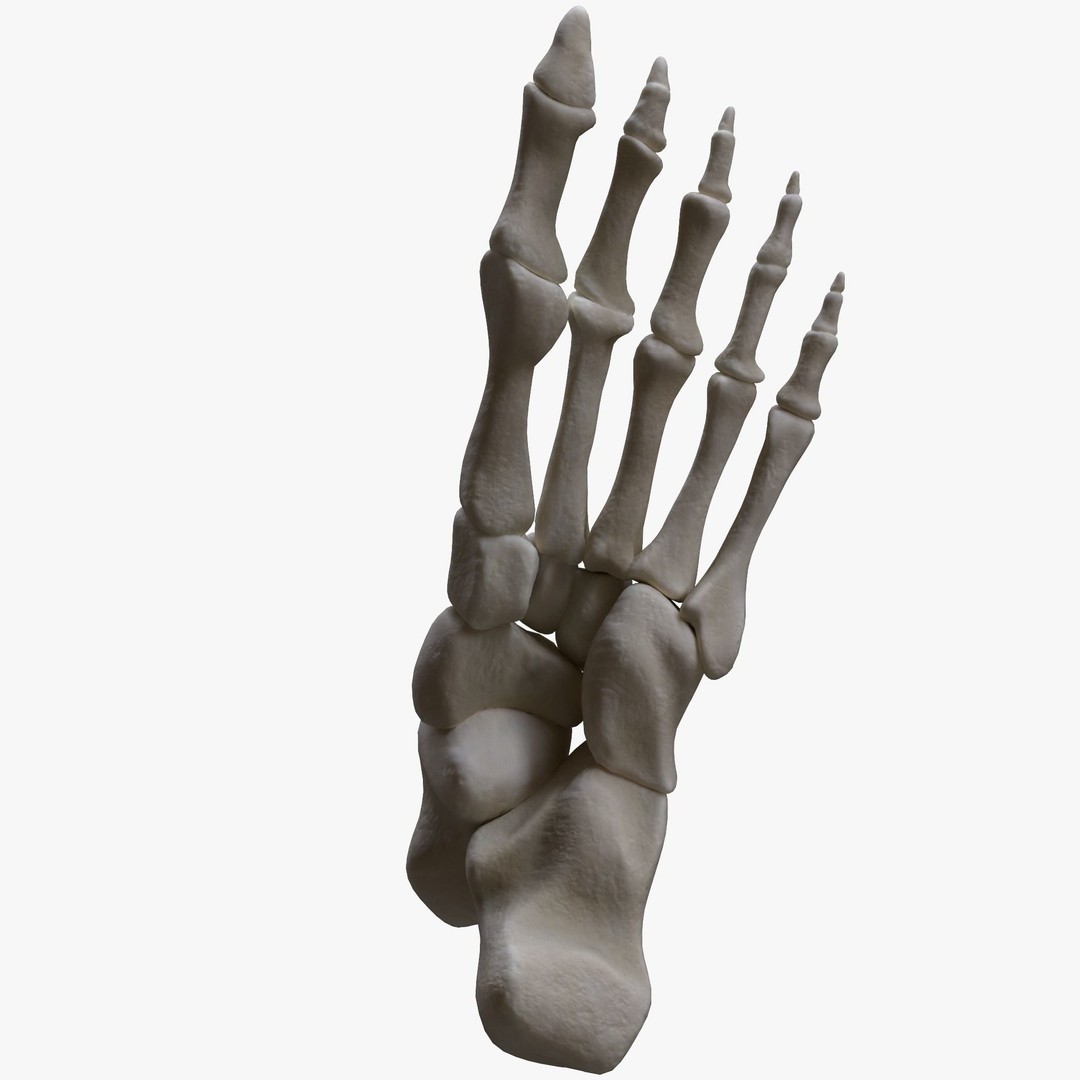 Foot Bone Anatomy 3D Model – Low Poly Game-Ready Asset, FBX, OBJ - View 7