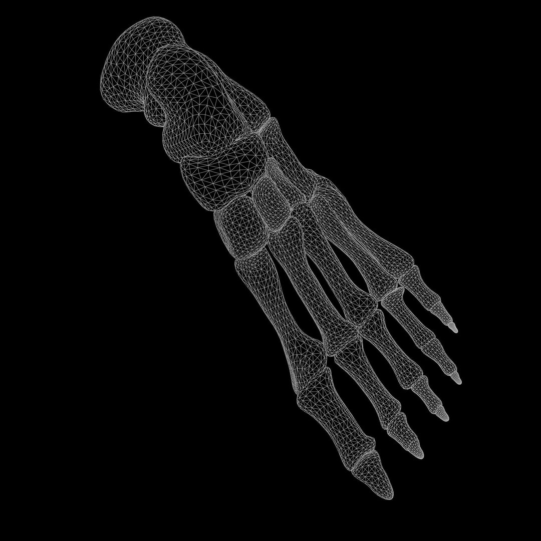 Foot Bone Anatomy 3D Model – Low Poly Game-Ready Asset, FBX, OBJ - View 8