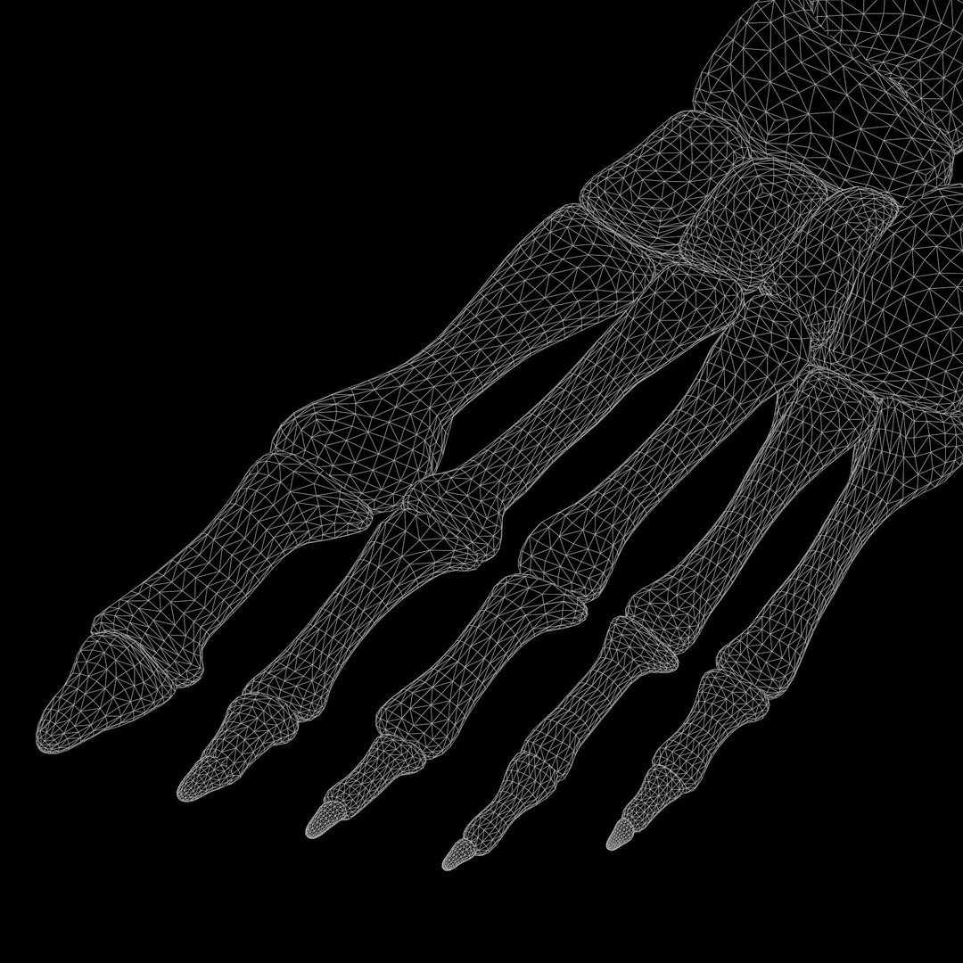 Foot Bone Anatomy 3D Model – Low Poly Game-Ready Asset, FBX, OBJ - View 9
