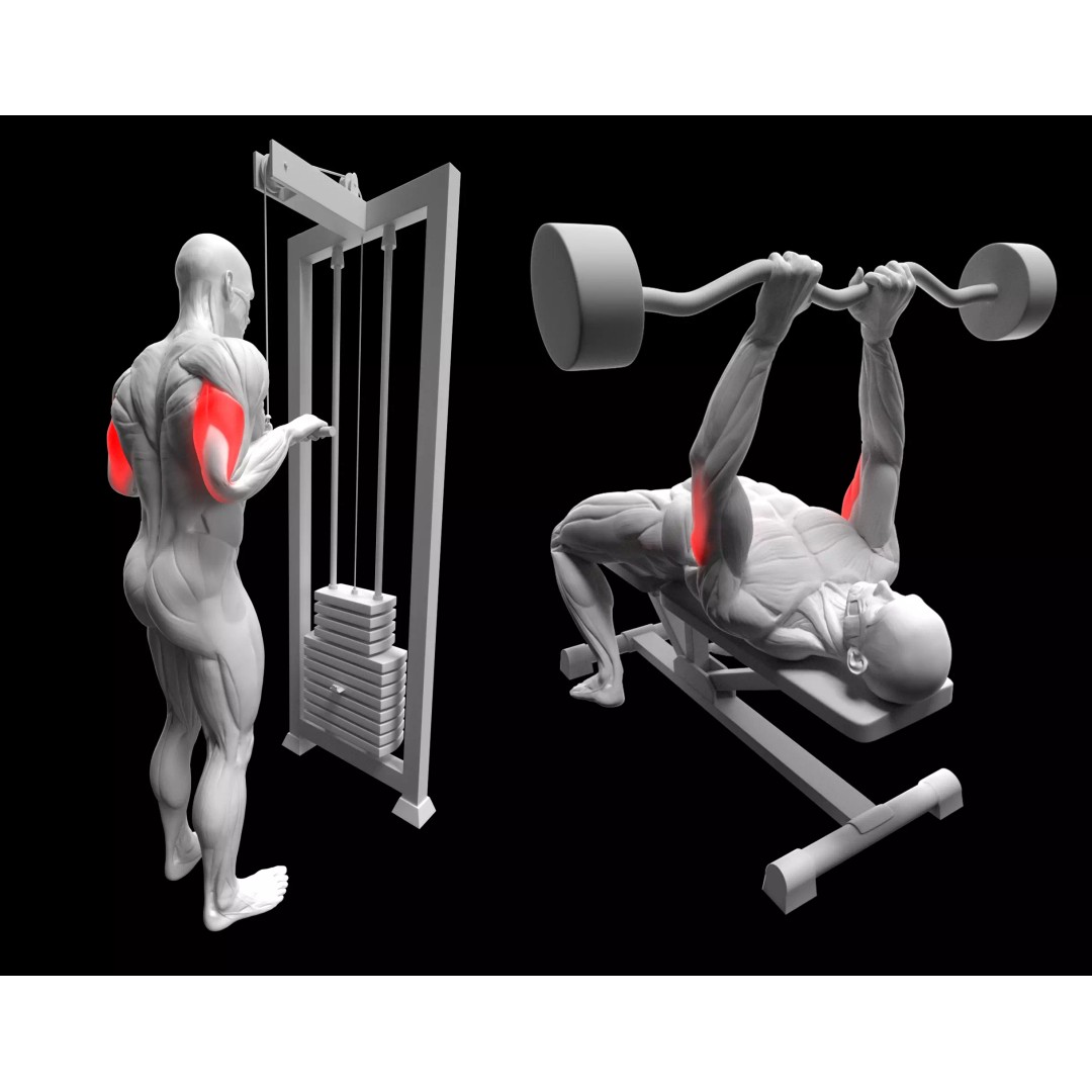 Triceps Exercise 3D Model – Animated Rigged Character with Gym Equipment