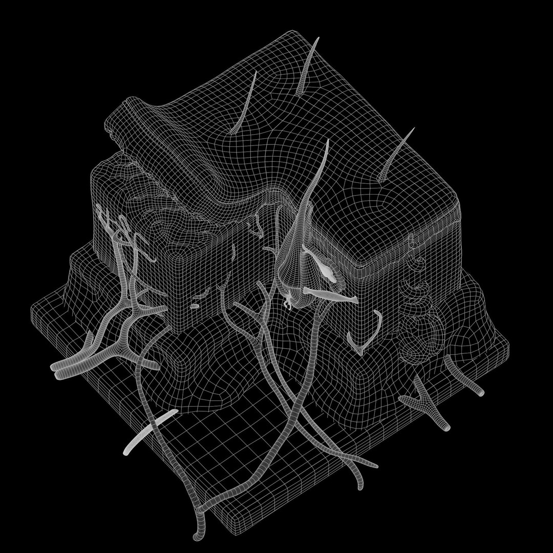 Skin Anatomy 3D Model – High Poly PBR Character Asset, FBX, OBJ - View 10