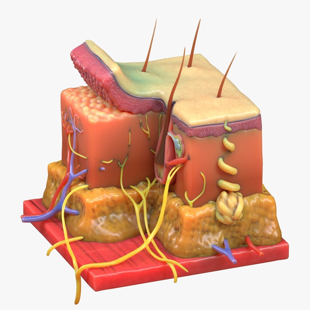 Skin Anatomy 3D Model – High Poly PBR Character Asset, FBX, OBJ - View 5