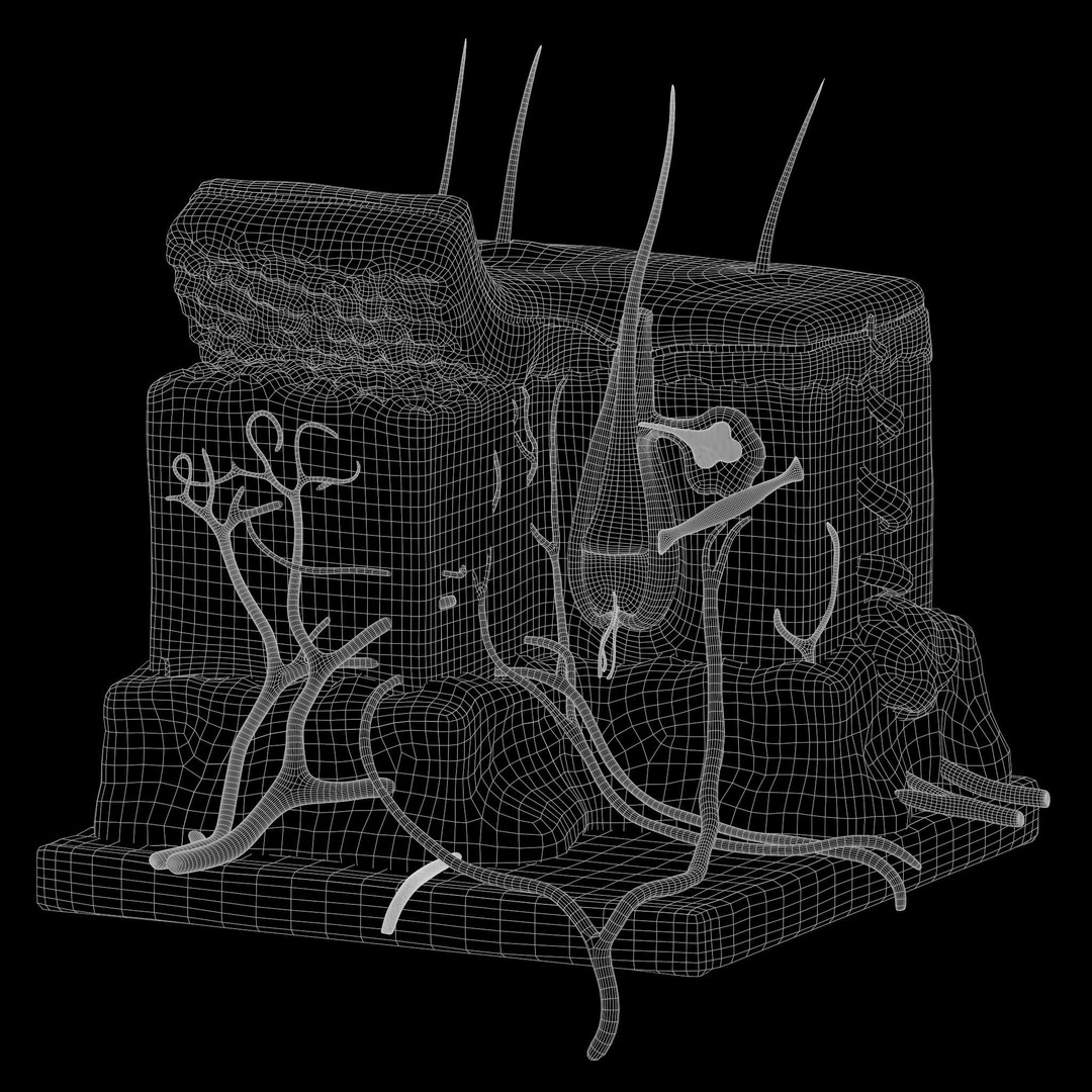 Skin Anatomy 3D Model – High Poly PBR Character Asset, FBX, OBJ - View 7