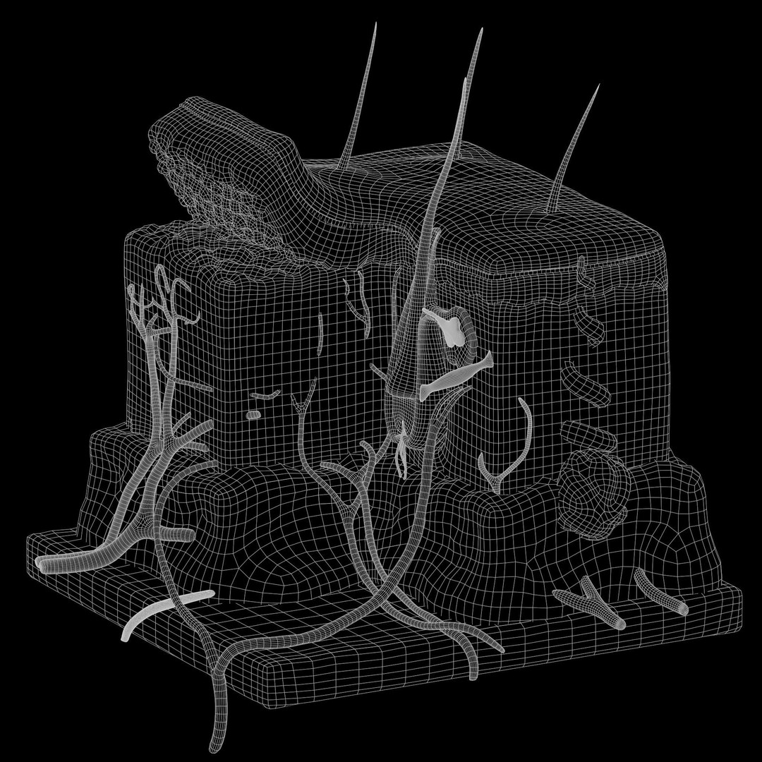 Skin Anatomy 3D Model – High Poly PBR Character Asset, FBX, OBJ - View 9