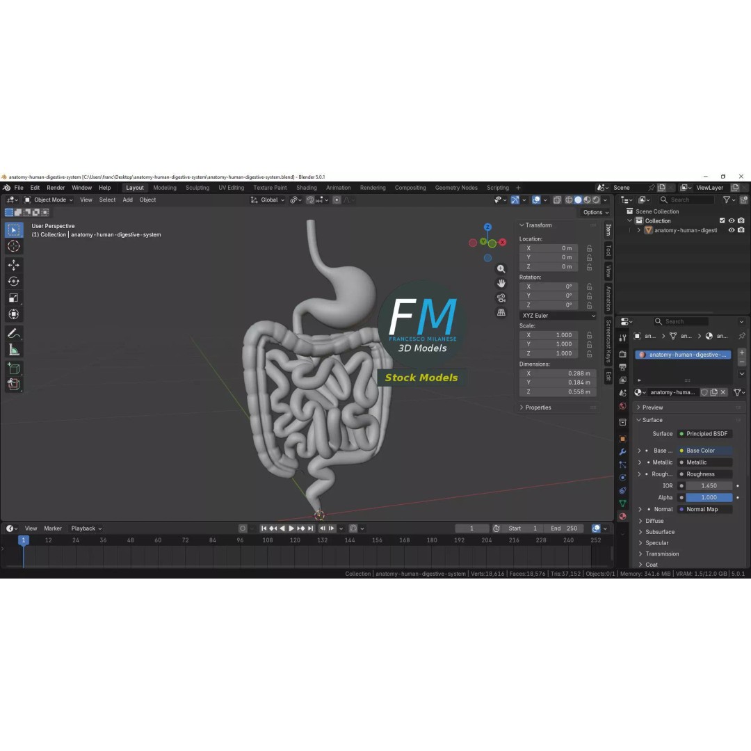 Human Digestive System 3D Model – Realistic Anatomy with PBR Textures - View 10