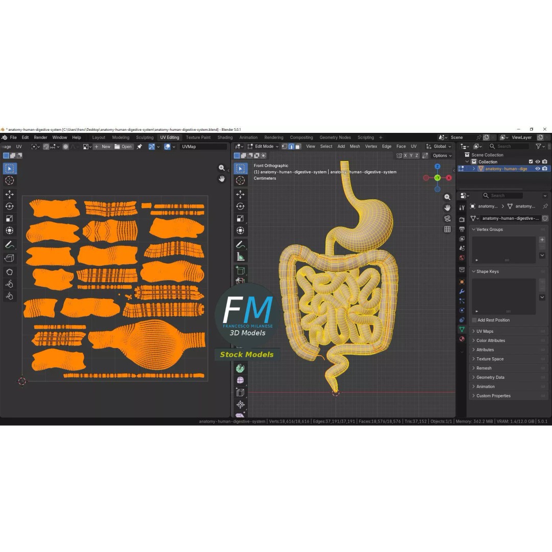 Human Digestive System 3D Model – Realistic Anatomy with PBR Textures - View 11
