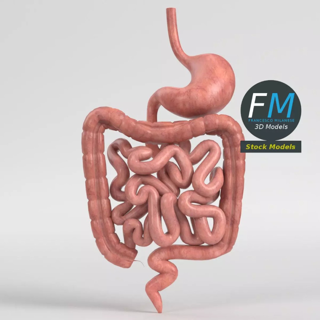 Human Digestive System 3D Model – Realistic Anatomy with PBR Textures - View 2