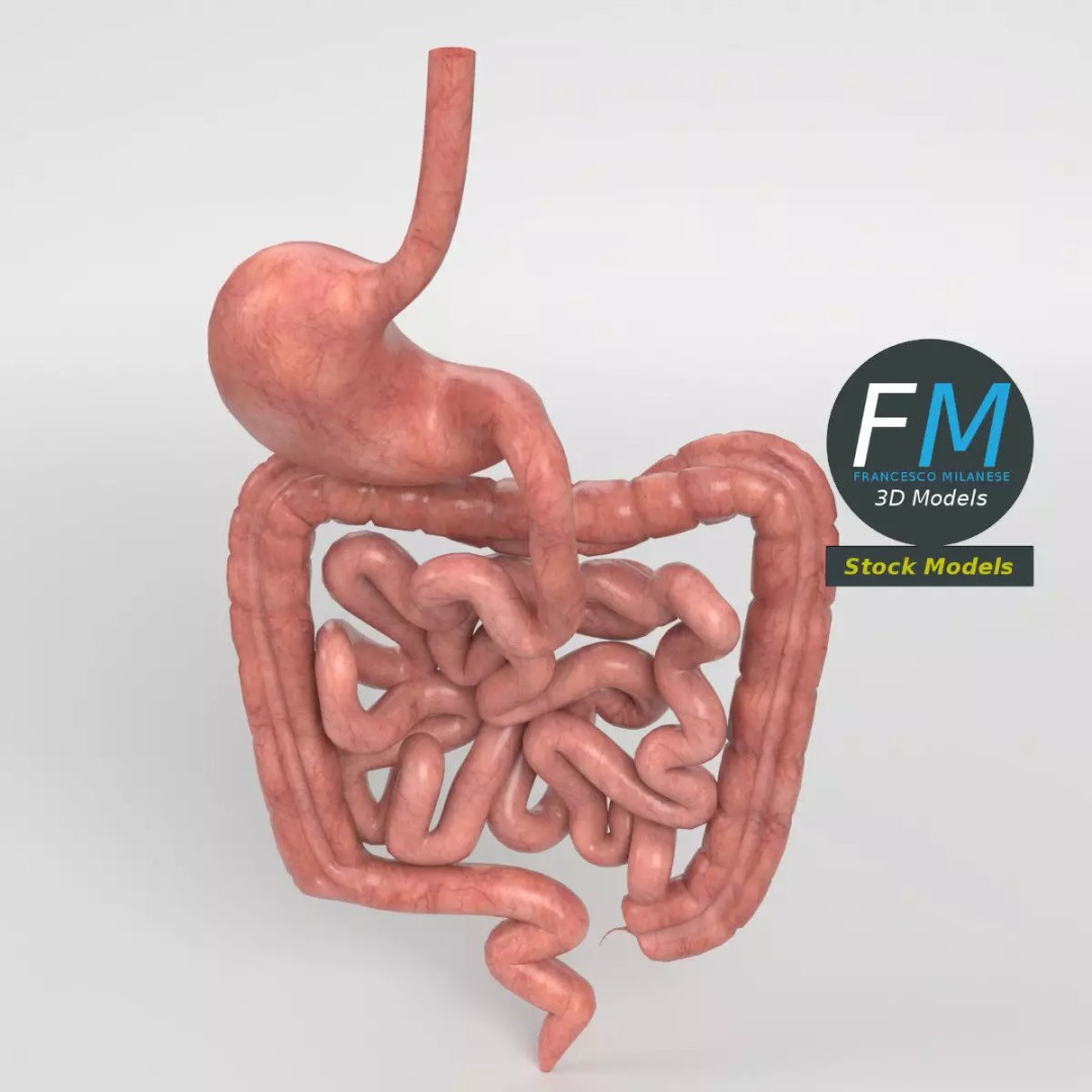 Human Digestive System 3D Model – Realistic Anatomy with PBR Textures - View 3