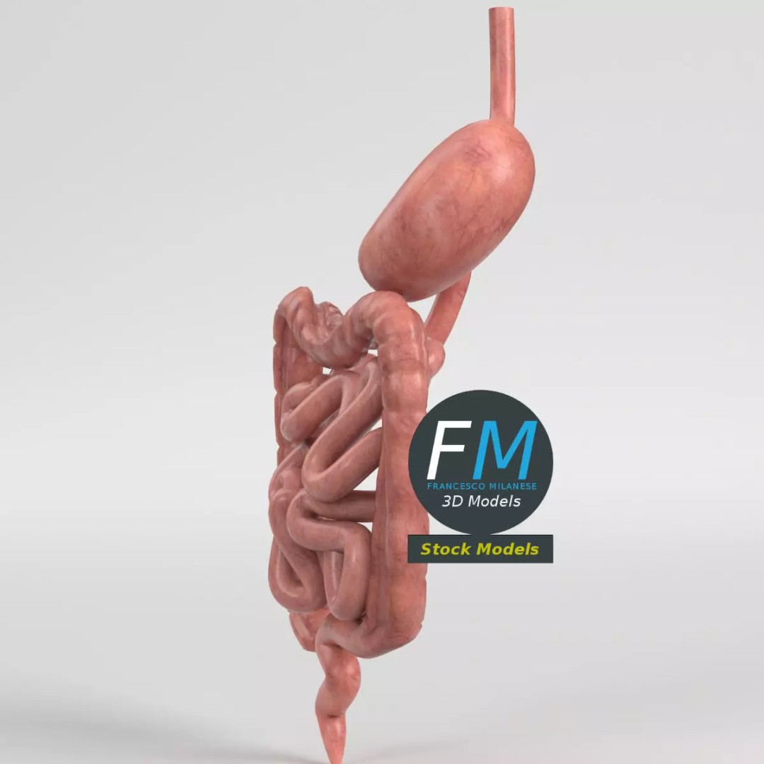 Human Digestive System 3D Model – Realistic Anatomy with PBR Textures - View 4