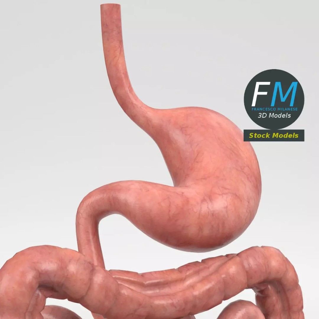 Human Digestive System 3D Model – Realistic Anatomy with PBR Textures - View 5