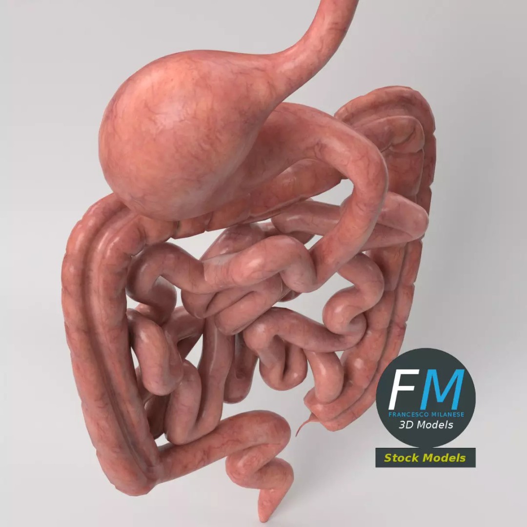 Human Digestive System 3D Model – Realistic Anatomy with PBR Textures - View 6