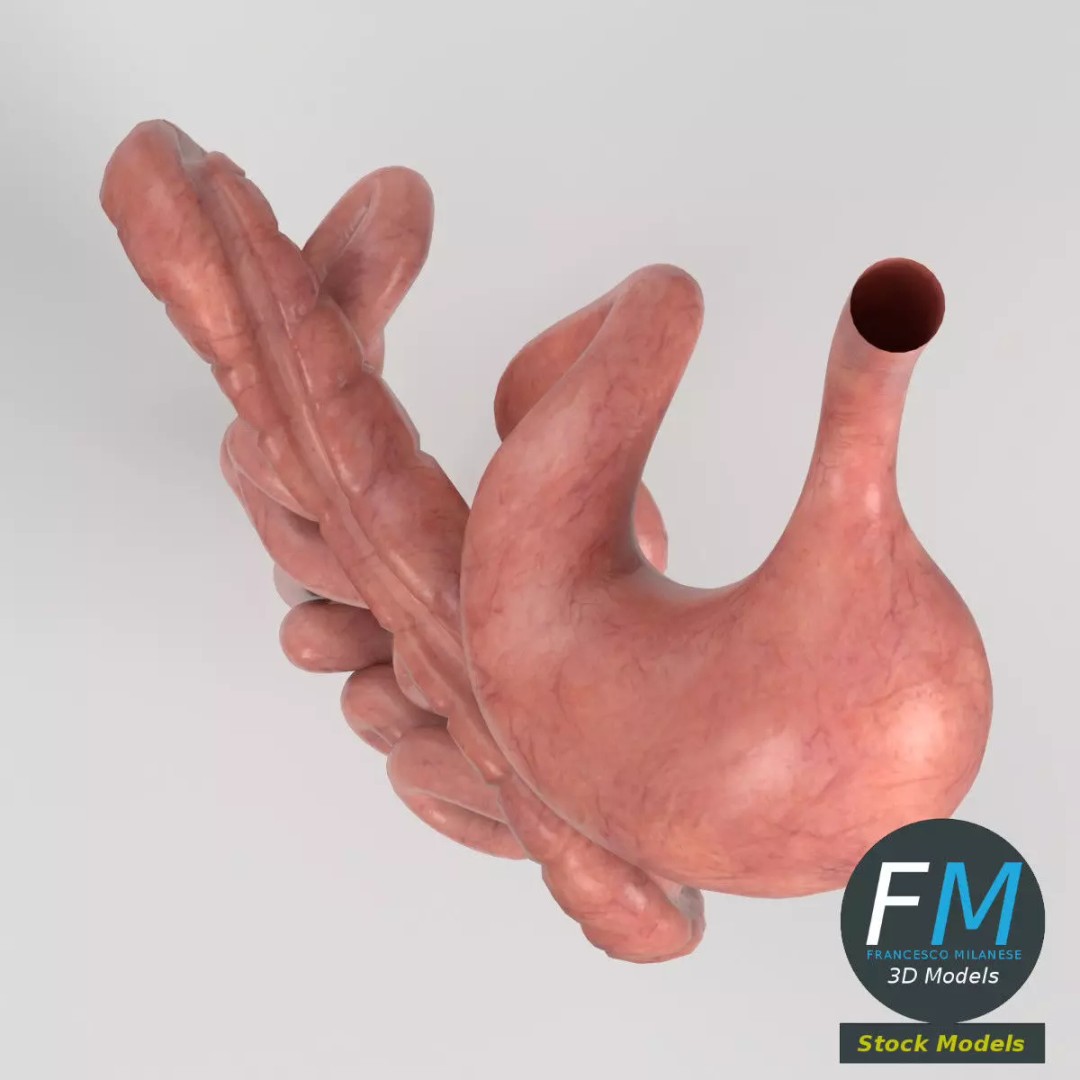 Human Digestive System 3D Model – Realistic Anatomy with PBR Textures - View 7