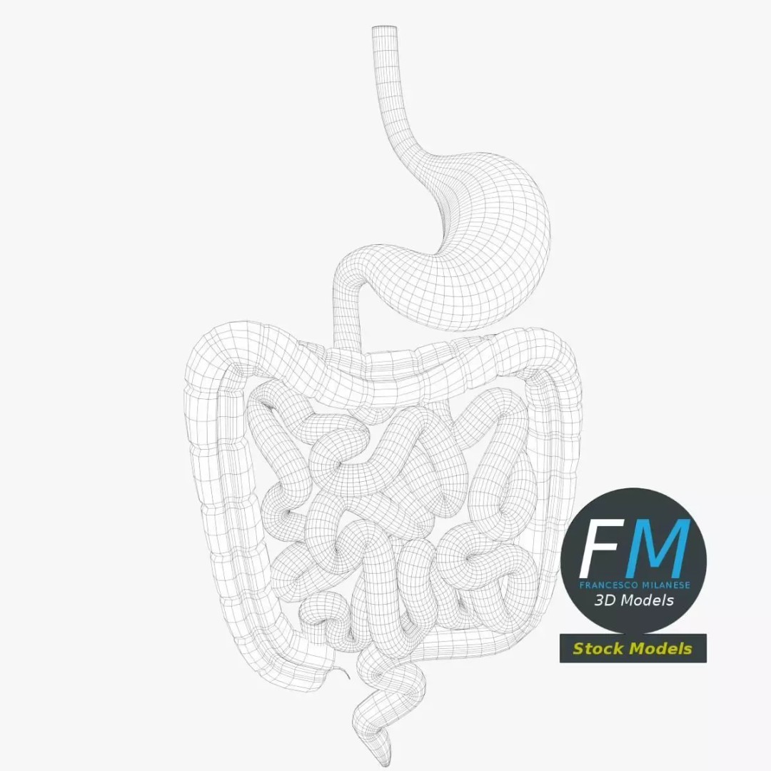 Human Digestive System 3D Model – Realistic Anatomy with PBR Textures - View 8