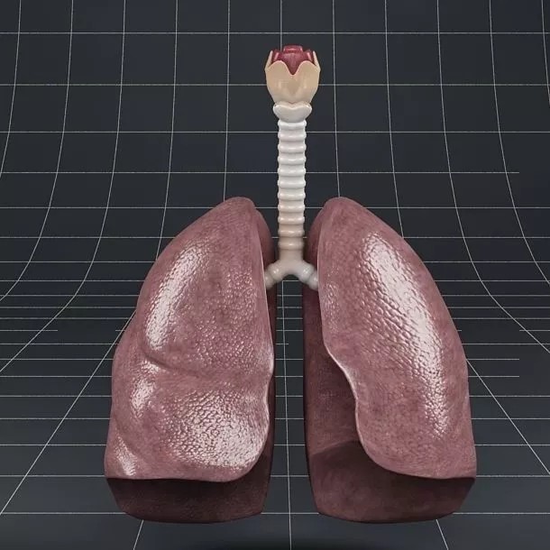 Anatomy Lungs 3D Model – Realistic PBR Medical Asset, FBX, OBJ