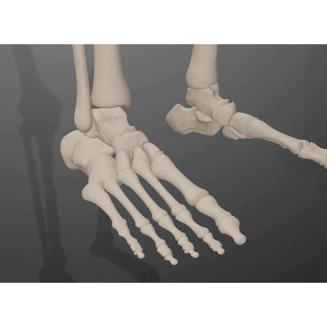Human Leg Bones 3D Model – Anatomically Accurate PBR Asset, FBX