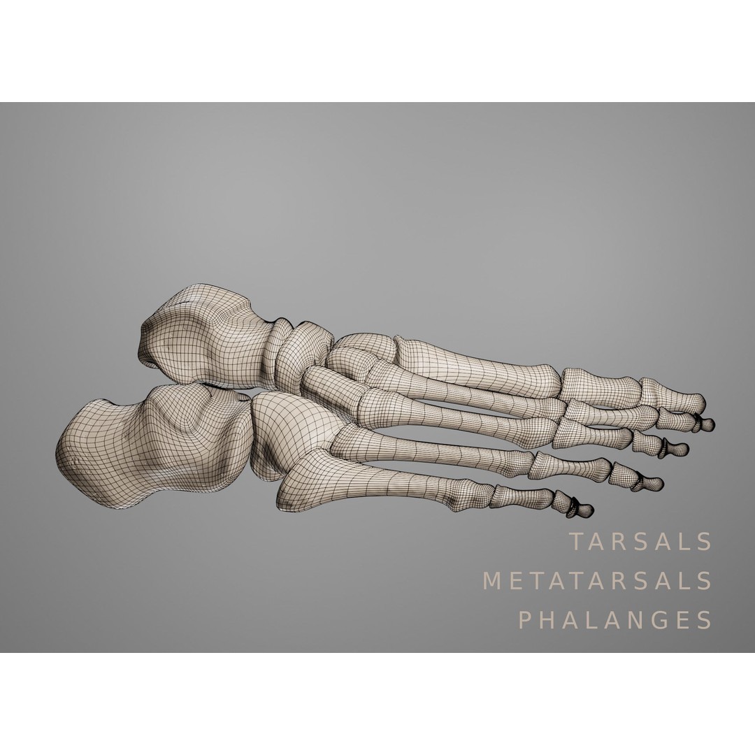 Human Leg Bones 3D Model – Anatomically Accurate PBR Asset, FBX - View 10