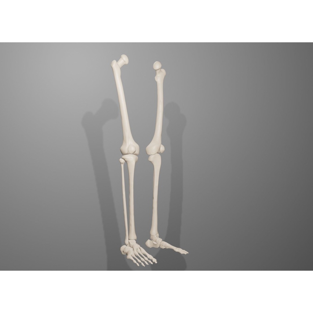 Human Leg Bones 3D Model – Anatomically Accurate PBR Asset, FBX - View 12