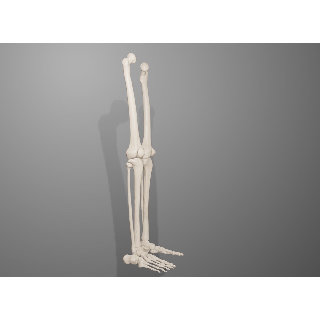 Human Leg Bones 3D Model – Anatomically Accurate PBR Asset, FBX - View 13