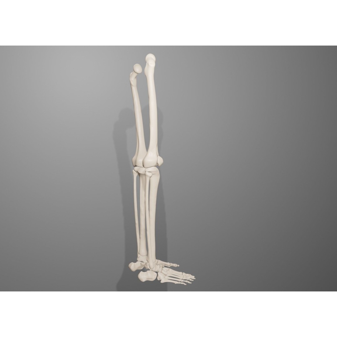 Human Leg Bones 3D Model – Anatomically Accurate PBR Asset, FBX - View 14