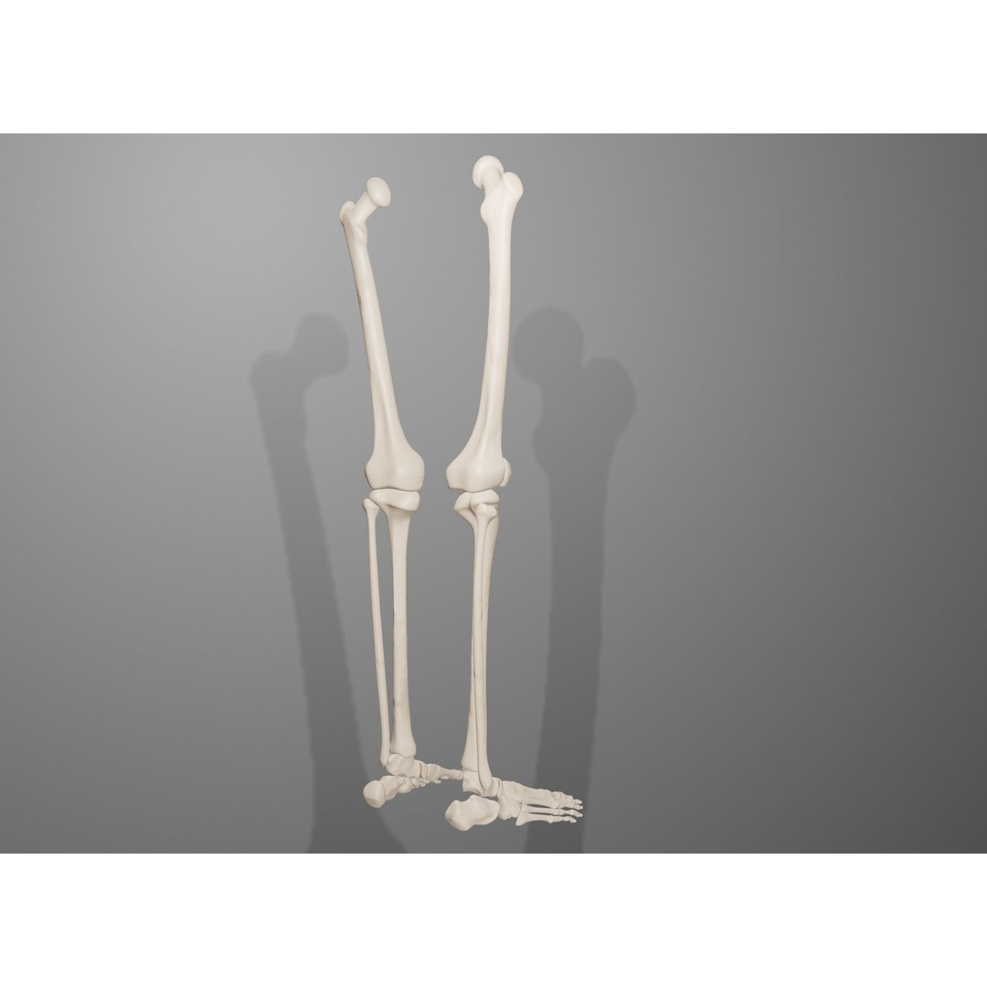 Human Leg Bones 3D Model – Anatomically Accurate PBR Asset, FBX - View 15