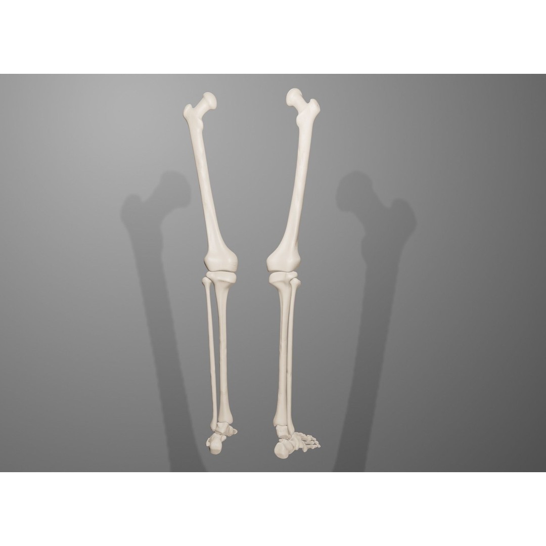 Human Leg Bones 3D Model – Anatomically Accurate PBR Asset, FBX - View 16
